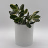 Variegated Jade Plant