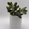 Variegated Jade Plant