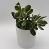 Variegated Jade Plant