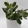 Variegated Jade Plant