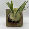 Handmade Staghorn Fern Mount