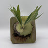 Handmade Staghorn Fern Mount