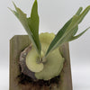 Handmade Staghorn Fern Mount