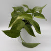 Pothos Jungle Mint