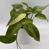 Pothos Jungle Mint