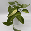 Pothos Jungle Mint