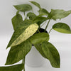 Pothos Jungle Mint
