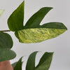 Pothos Jungle Mint