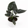 Alocasia Reginae