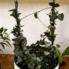 Variegated String of Hearts