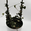 Variegated String of Hearts