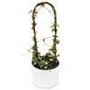 Variegated String of Hearts