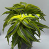 Dracaena 'Lemon Surprise'