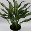 Aglaonema Juliette