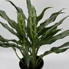 Aglaonema Juliette