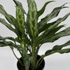 Aglaonema Juliette