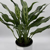 Aglaonema Juliette