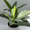 Aglaonema Silverado