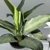 Aglaonema Silverado