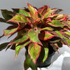 Aglaonema 'Siam Aurora'