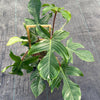 Philodendron Squamiferum