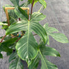 Philodendron Squamiferum