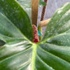 Philodendron Squamiferum