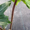 Philodendron Squamiferum