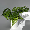 Monstera Adansonii (Swiss Cheese Plant)