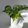 Monstera Adansonii (Swiss Cheese Plant)