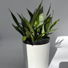 Sansevieria 'Silver Streak'