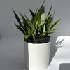 Sansevieria 'Silver Streak'