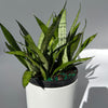Sansevieria 'Silver Streak'