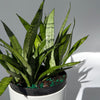 Sansevieria 'Silver Streak'