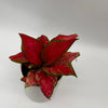 Aglaonema Red Zircon