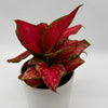 Aglaonema Red Zircon