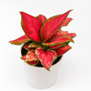 Aglaonema Red Zircon