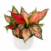 Aglaonema Pink Zircon