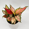 Aglaonema Pink Zircon