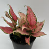 Aglaonema Pink Zircon