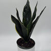 Sansevieria 'Fabi'