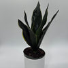 Sansevieria 'Fabi'