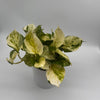 Pothos Manjula