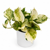 Pothos Manjula