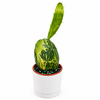 Variegated Opuntia Prickly Pear Cactus