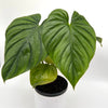 Philodendron Colombia