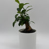 Ficus Ginseng Pre Bonsai
