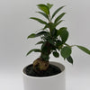 Ficus Ginseng Pre Bonsai