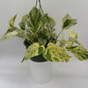 Pothos Snow Queen