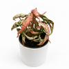 Variegated Syngonium Pink Godzilla